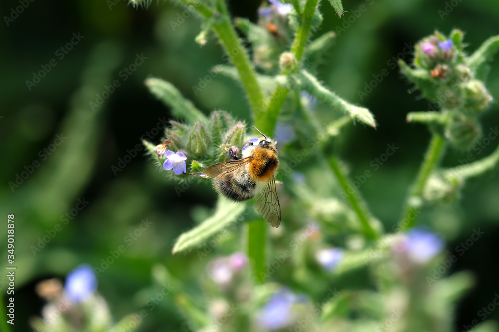 Insekt bei der Bestäubung von Wiesenblüte - Ackerhummel vor grünem Hintergrund - Stockfoto Insekt bei der Bestäubung von Wiesenblüte - Ackerhummel vor grünem Hintergrund - Stockfoto