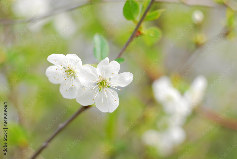Cherry flowers in the garden Cherry flowers in the garden