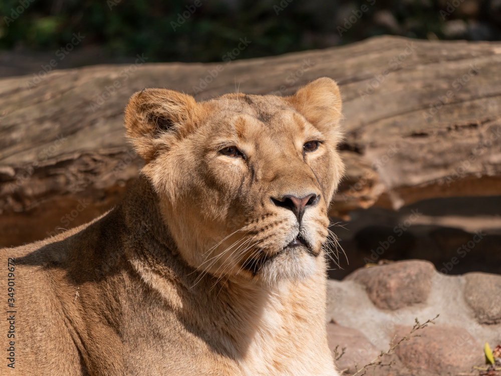 Portrait lioness basking in the warm sun after dinner Portrait lioness basking in the warm sun after dinner