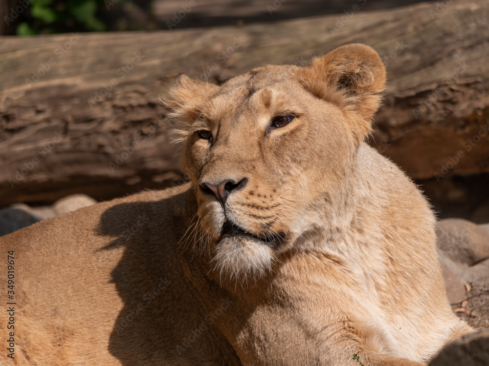 Naklejka premium Portrait lioness basking in the warm sun after dinner