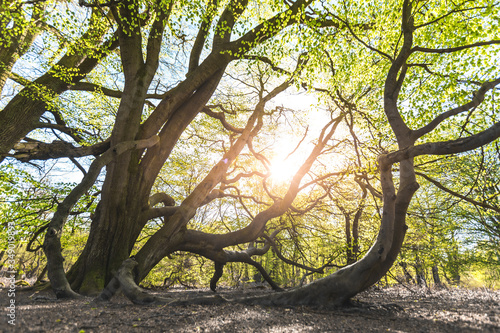 Fototapeta Magical scenic forest, with the sun casting its warm light through the foliage