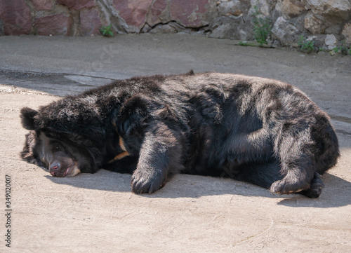 Himalayan bear or Ussuri black bear Ursus thibetanus photo