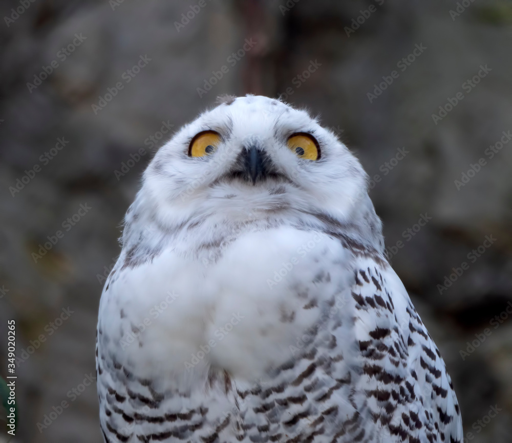 Snowy owl Bubo scandiacus or Nyctea scandiaca sitting on a stick Snowy owl Bubo scandiacus or Nyctea scandiaca sitting on a stick