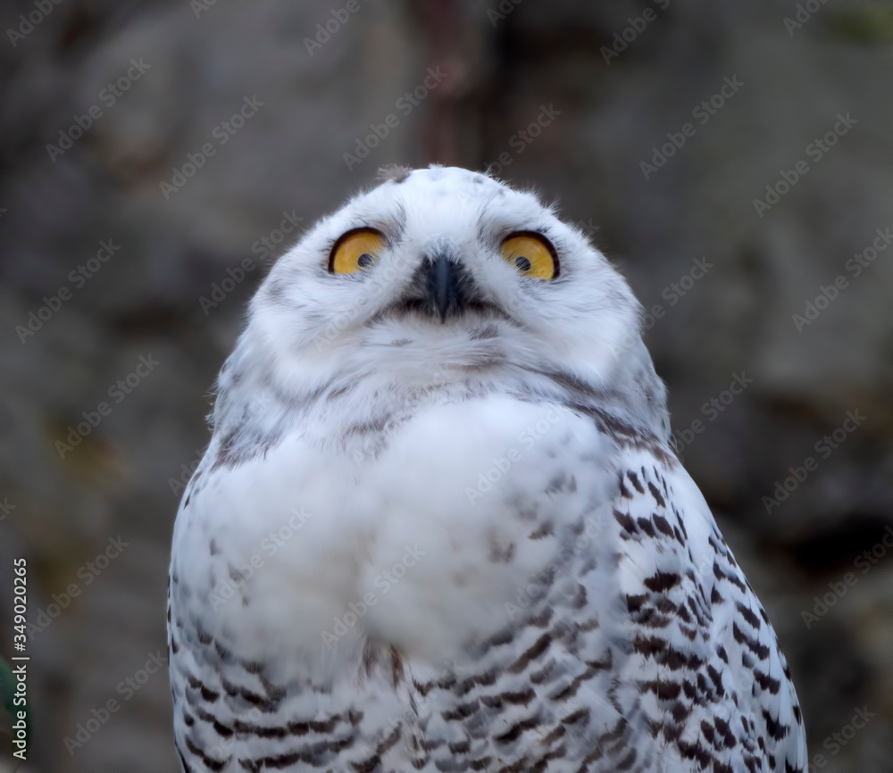 Snowy owl Bubo scandiacus or Nyctea scandiaca sitting on a stick