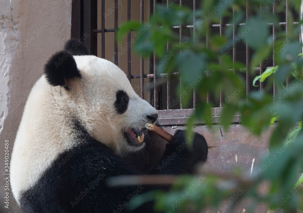 Fototapeta premium Cheerful black and white panda eats bamboo