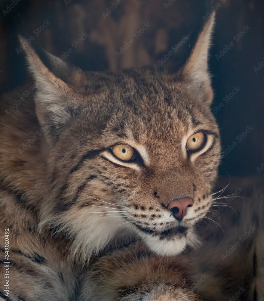 Lynx looks with predatory eyes from the shelter Lynx looks with predatory eyes from the shelter