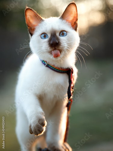 Fotografía the kitten shows its tongue and gives it a paw. Spring forest.