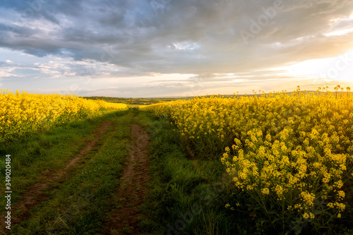 Fototapeta Naklejka Na Ścianę i Meble -  Rapeseed field, Blooming canola flowers panorama. Rape on the field in summer at sunset. Bright Yellow rapeseed oil. Large rapeseed field up to the horizon with blue sky, white clouds and rainbow.