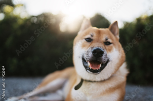 calm dog rest lies on backgraund sun flare green landscape, chilling shiba inu leisure on park, pet relaxing on nature, animal relax tourist trip, mockup copy space