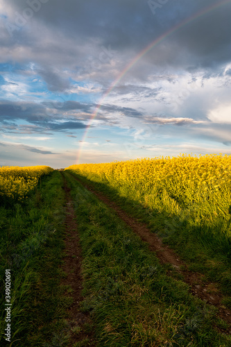 Rapeseed field, Blooming canola flowers panorama. Rape on the field in summer at sunset. Bright Yellow rapeseed oil. Large rapeseed field up to the horizon with blue sky, white clouds and rainbow.