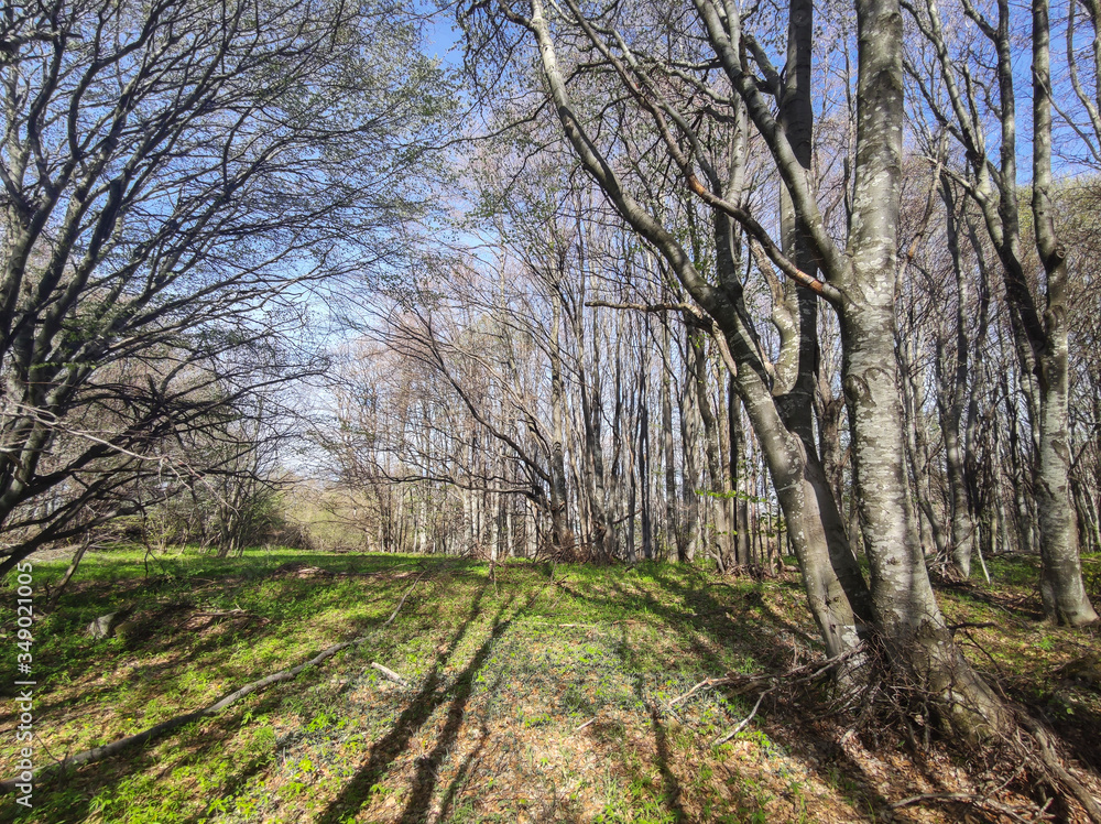 Spring view of Vitosha Mountain, Bulgaria Spring view of Vitosha Mountain, Bulgaria