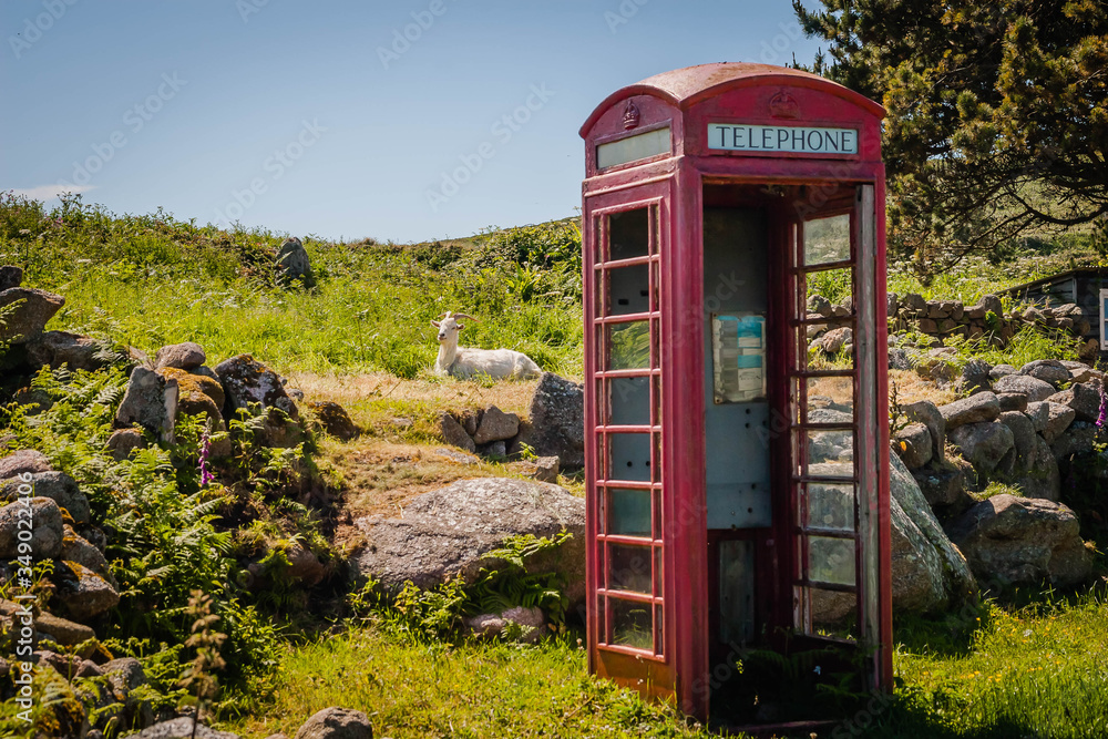 Old british telephone box and a goat in Cornwall, UK Old british telephone box and a goat in Cornwall, UK