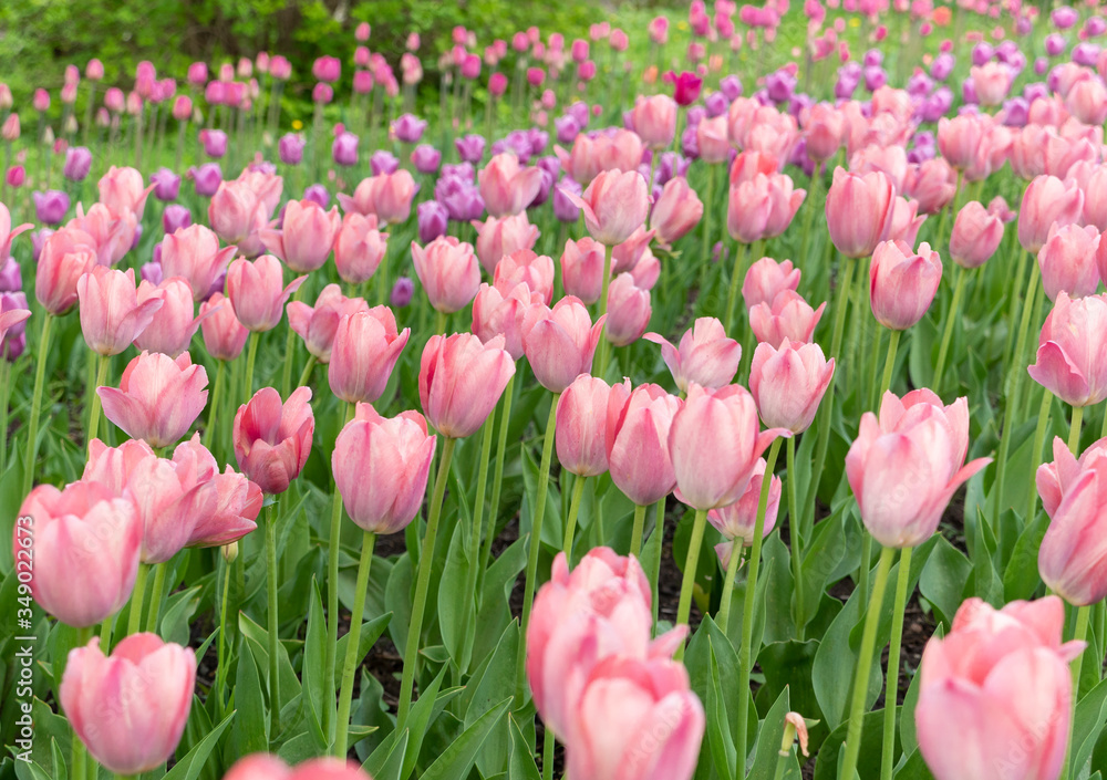 Field of beautiful pink and purple tulips in the spring