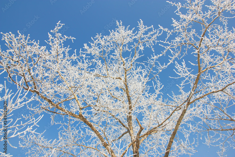 Winter birch forest in the sunlight against the blue sky Winter birch forest in the sunlight against the blue sky