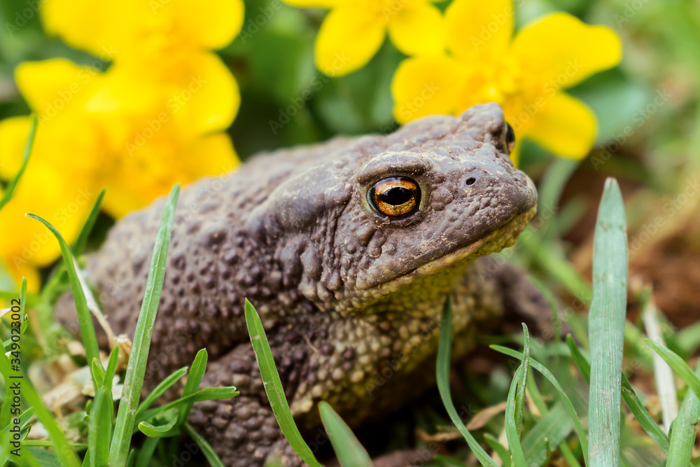 Obraz premium Toad close up sitting in the grass,yellow flowers in the background.Selective focus,side view
