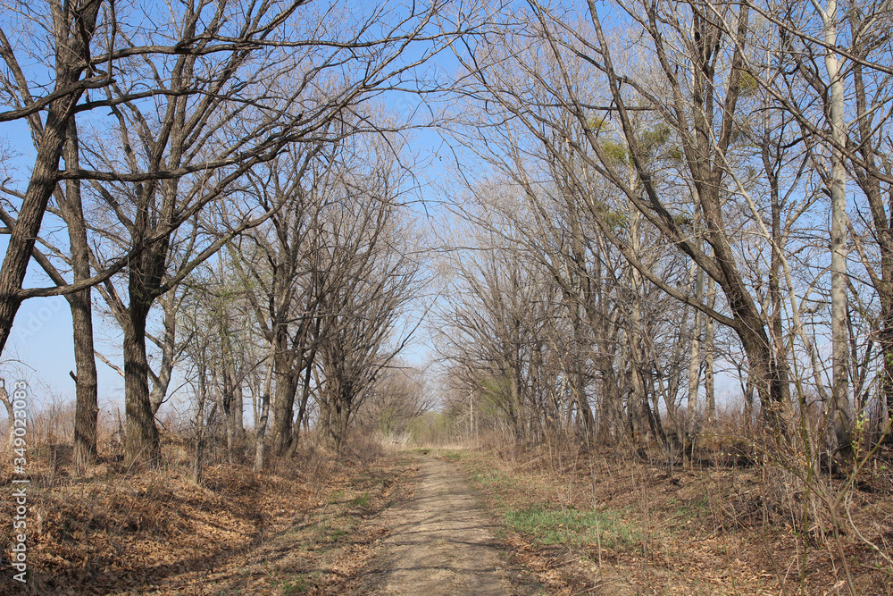 Dry tree branches autumn landscape and sky Dry tree branches autumn landscape and sky