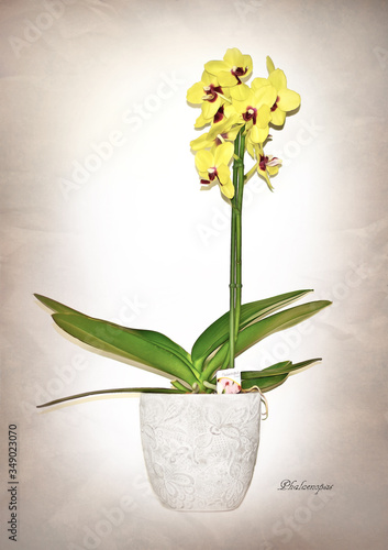 Fototapeta Naklejka Na Ścianę i Meble -  Phalaenopsis