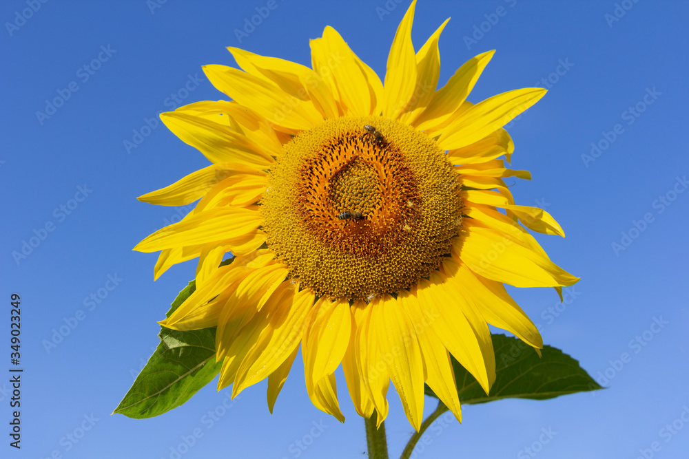 Field of blossoming sunflowers against the blue sky Field of blossoming sunflowers against the blue sky