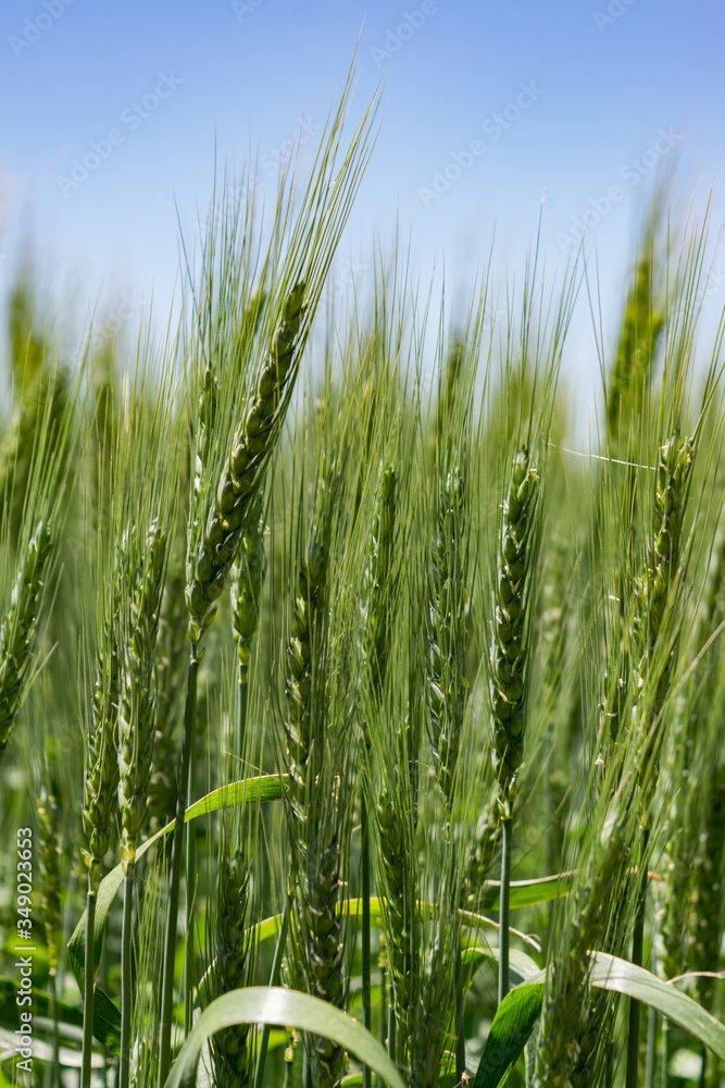 Obraz premium green wheat