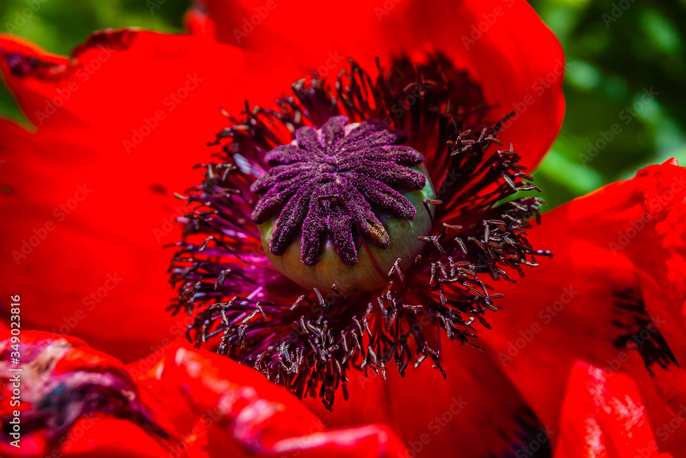 Big poppy blossom in an English garden