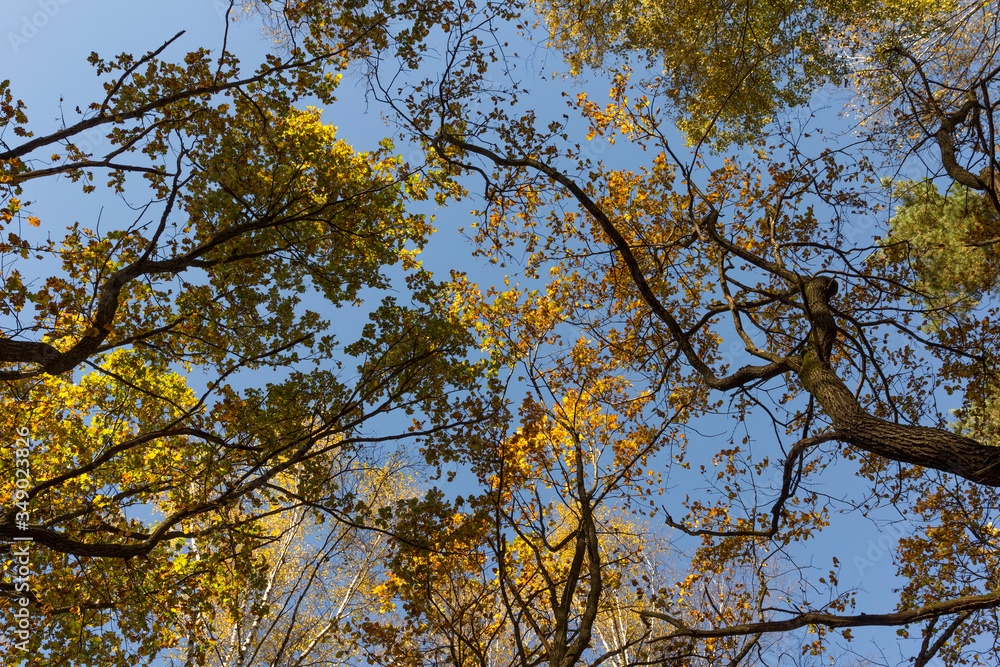Big autumn oak against the blue sky. Big autumn oak against the blue sky.