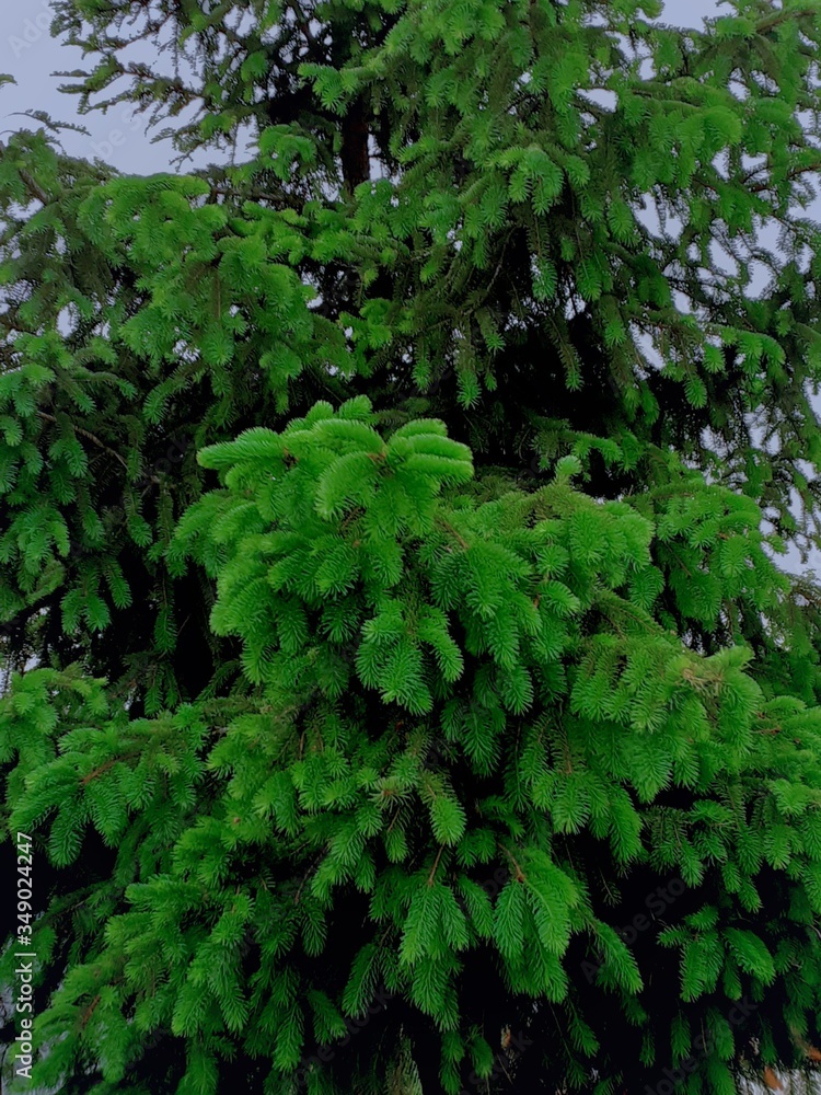 Obraz premium green leaves background