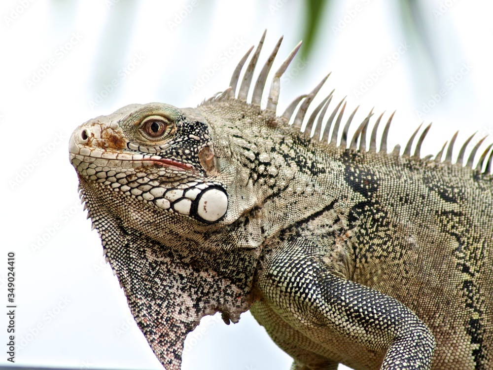 Fototapeta premium iguana on a tree