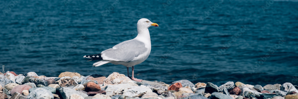 Beautiful Seagull Summer Day in Llandudno Sea Front in North Wales, United Kingdom, banner size Beautiful Seagull Summer Day in Llandudno Sea Front in North Wales, United Kingdom, banner size