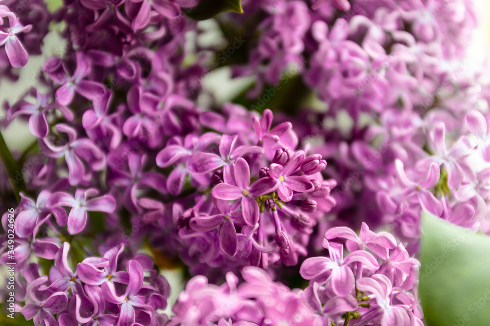 Purple lilac bush blossom on a green blurred background Purple lilac bush blossom on a green blurred background