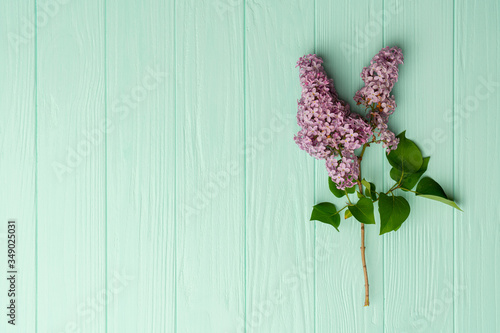 Light lilac flowers isolated on turqoise wooden background