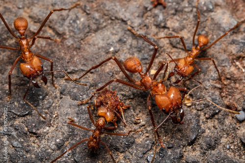 Atta ants colony feeding from the ground