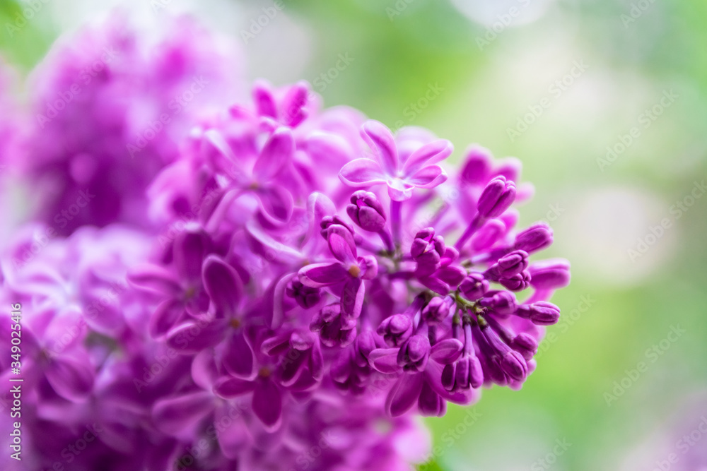 Purple lilac bush blossom on a green blurred background Purple lilac bush blossom on a green blurred background