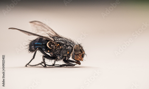 House Fly close up macro photography  © Frentescu