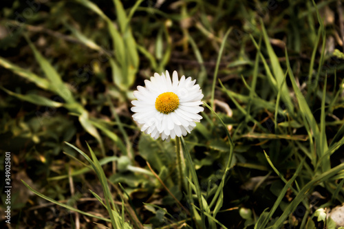 One camomile grows among grass.