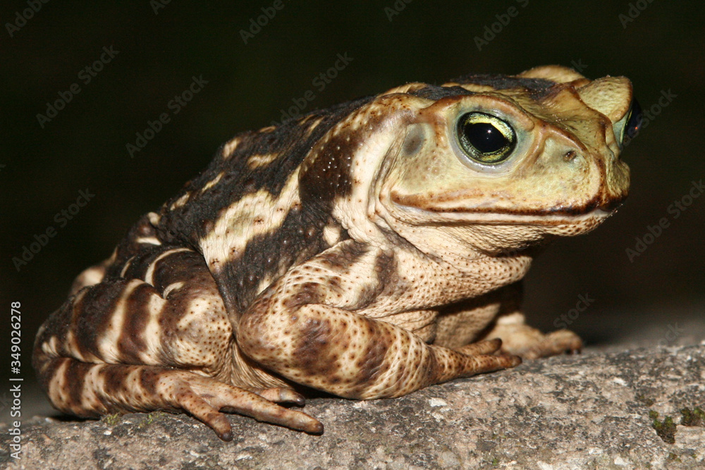 Fototapeta premium frog on a stone