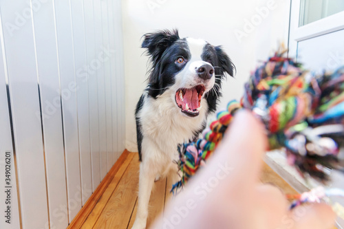 Funny portrait of cute smiling puppy dog border collie holding colourful rope toy in mouth. New lovely member of family little dog at home playing with owner. Pet care and animals concept.