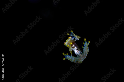 A Glass Frog (Hyalinobatrachium iaspidense)from the transparent undersides showing his internal organs in Costa Rica 