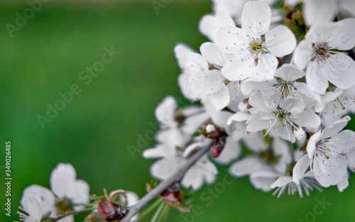 White buds of blossoming cherry flowers on a branch, on a green blurred background
