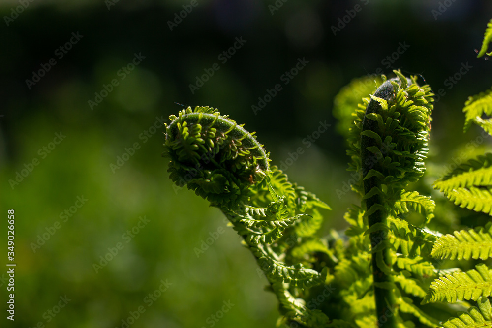 young developing fern leaves on a background with lots of bokeh young developing fern leaves on a background with lots of bokeh