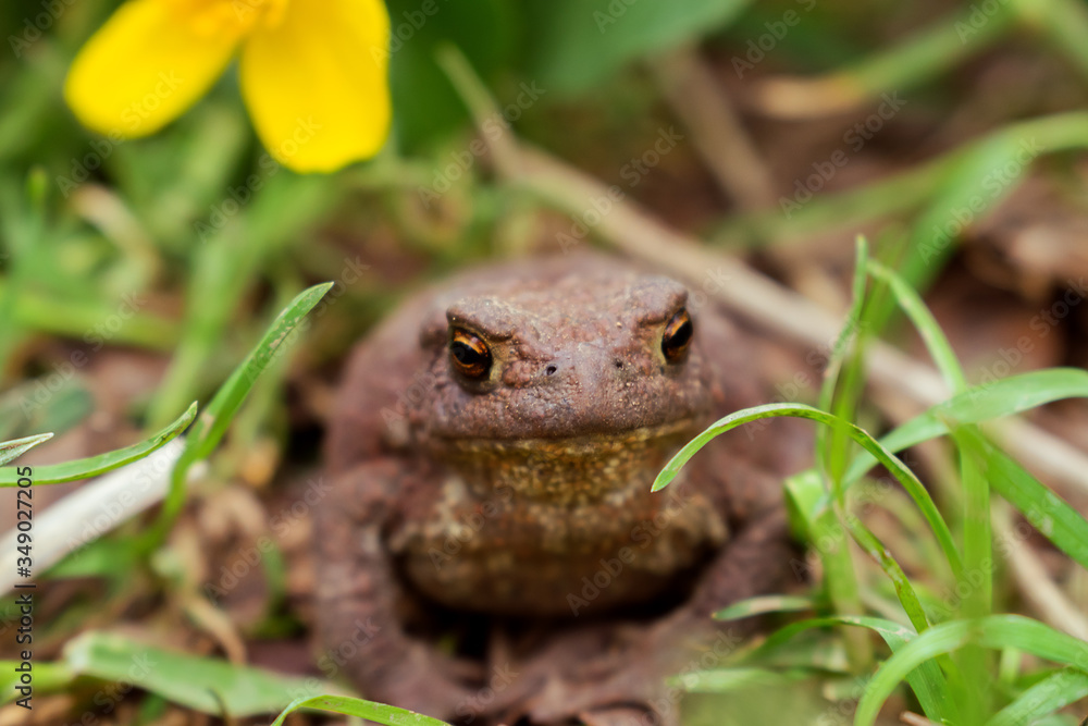 Fototapeta premium Toad close up sitting in the grass.Selective focus,front view