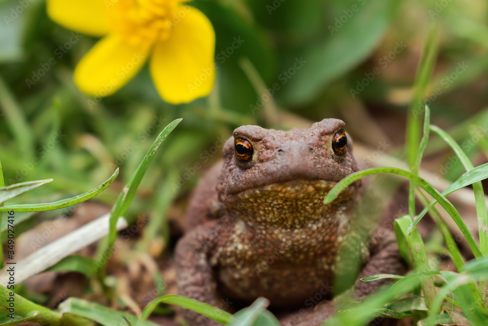 Toad close up sitting in the grass.Selective focus,front view Toad close up sitting in the grass.Selective focus,front view