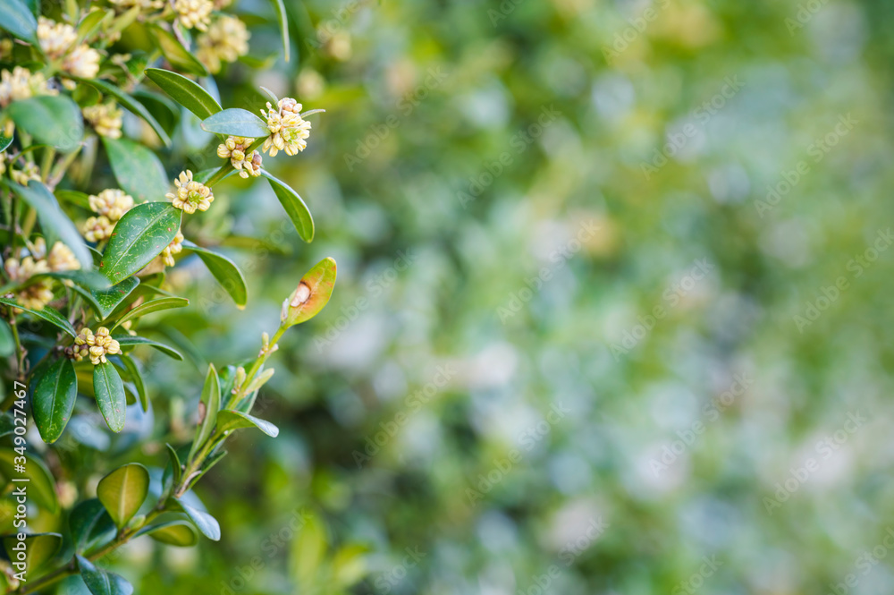 Buxus sempervirens - close-up of flowers on a boxwood bush. Buxus sempervirens - close-up of flowers on a boxwood bush.