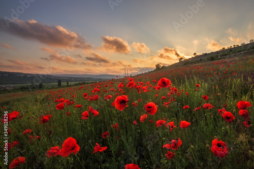 Beautiful field of red poppies at sunset. Evening landscape with a poppy field.