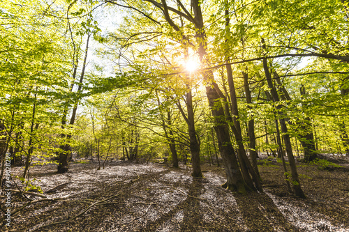 Fototapeta Naklejka Na Ścianę i Meble -  Scenic forest, with the sun casting its warm light through the foliage. Reinhardswald - germany