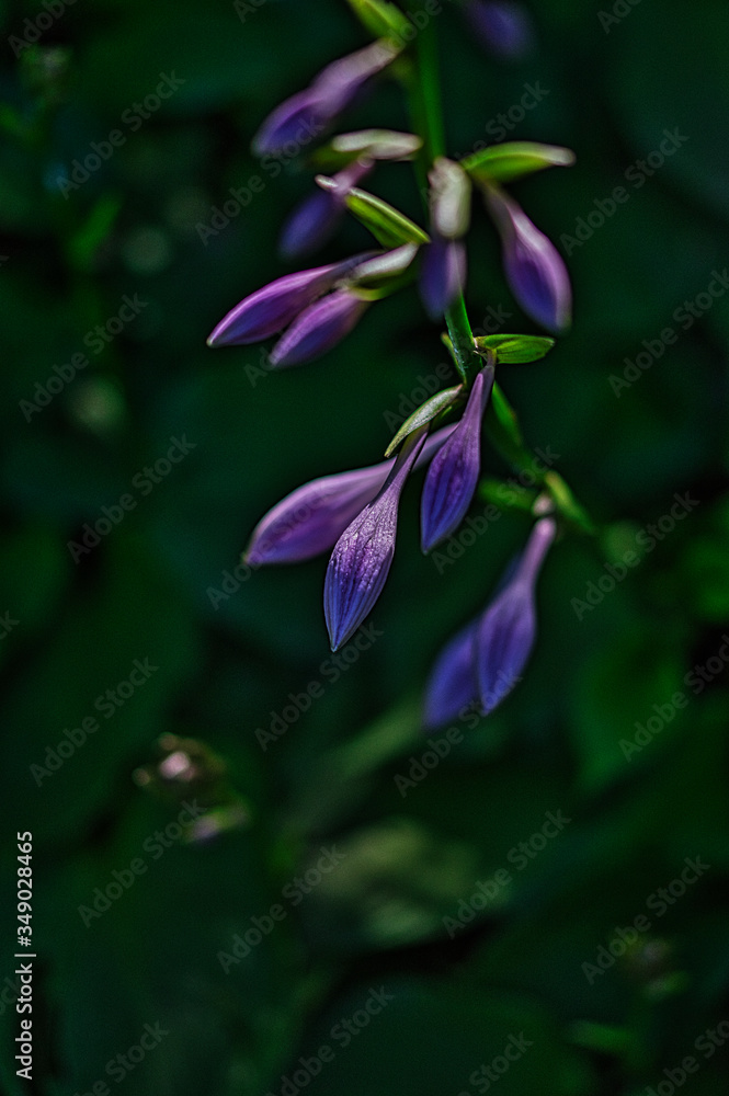 Fototapeta premium purple flower in the garden