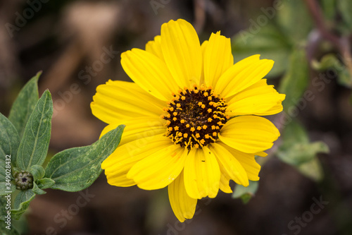 California brittlebush flower