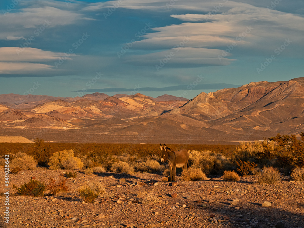 Wild burro in Death Valley National Park, California, USA Wild burro in Death Valley National Park, California, USA