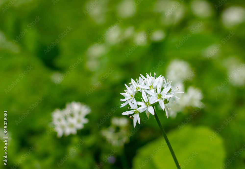 weiße Bärlauchblüte mit unscharf im Hintergrund weiße Bärlauchblüte mit unscharf im Hintergrund