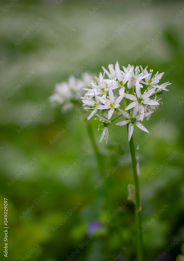 Nahaufnahme einer Bärlauchblüte mit dunkelgrünem Hintergrund Nahaufnahme einer Bärlauchblüte mit dunkelgrünem Hintergrund