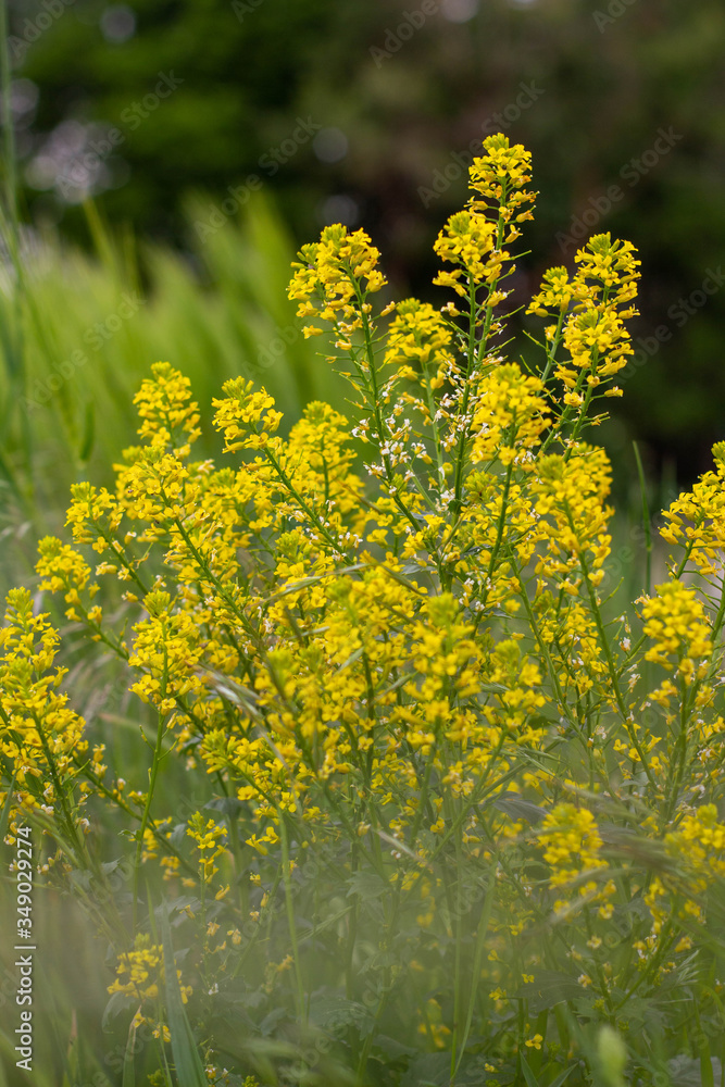 Gelbe Rapsblüte Gelbe Rapsblüte